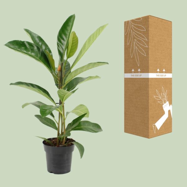 Ficus Benghalensis Roy