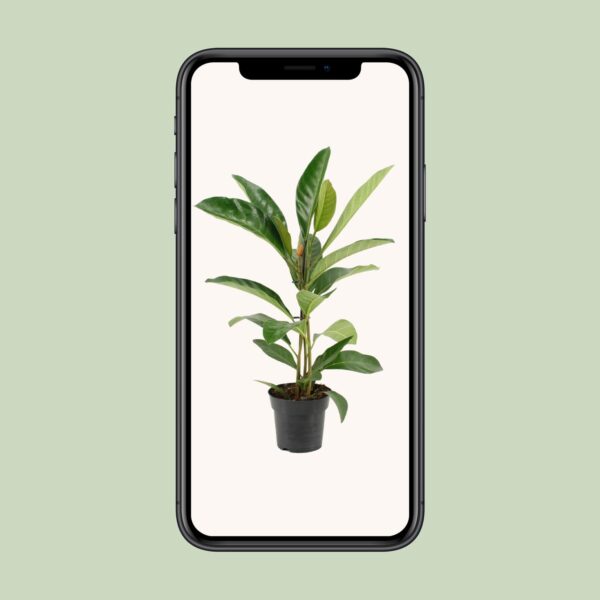 Ficus Benghalensis Roy