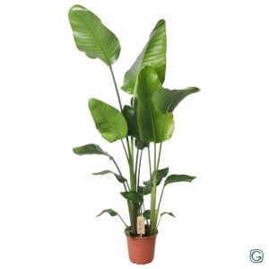 thumbnail_6000-7957.jpg Strelitzia Nicolai