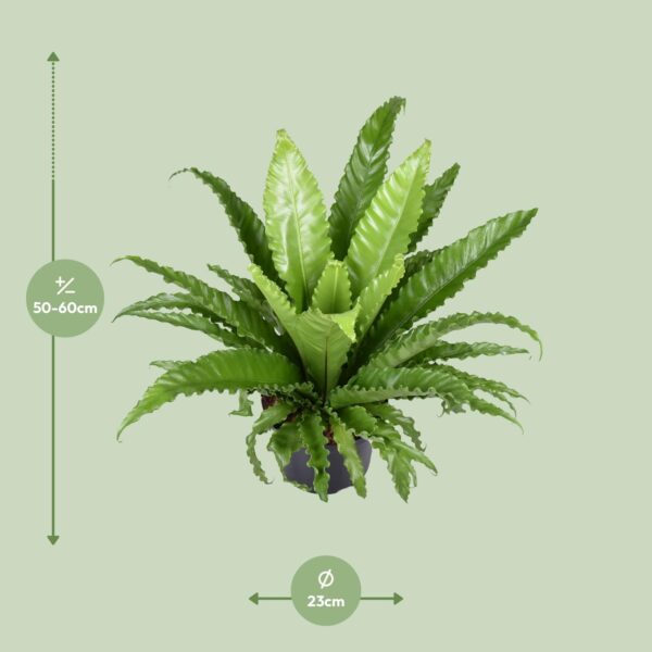 thumbnail_6000-797.jpg Asplenium Antiquum Osaka