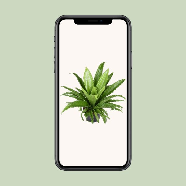 thumbnail_6000-799.jpg Asplenium Antiquum Osaka