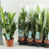 Zamioculcas | 1 stuks