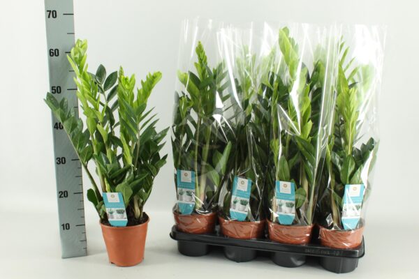 thumbnail_6000-8040.jpg Zamioculcas | 1 stuks