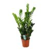 Zamioculcas