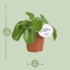 Pilea White Splash