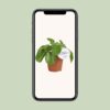 Pilea White Splash