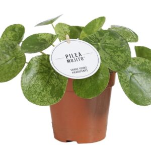 thumbnail_6000-8052.jpg Pilea Mojito
