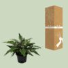 Polystichum Polyblepharum Jade