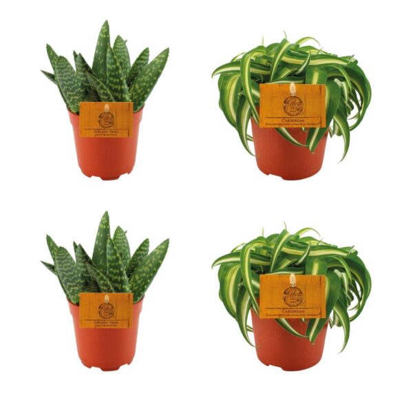 thumbnail_6000-8102.jpg 2x Aloe Paradisicum + 2x Chlorphytum Bonnie