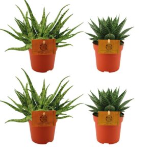 2x Aloe Spider + 2x Gasteria Hybride Aurora