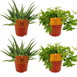 2x Aloe Spider + 2x Peperomia Ang Rocca Vivace