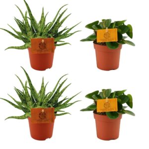 2x Aloe Spider + 2x Peperomia Obtipan Green