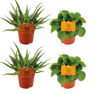 2x Aloe Spider + 2x Peperomia Rana Verde