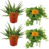 2x Aloe Spider + 2x Peperomia Rotundifolia