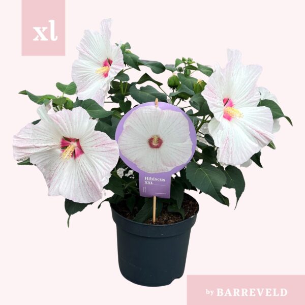 Hibiscus XXL Wit