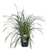 Carex morrowii 'Ice Dance | 3 stuks