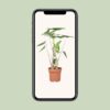 Alocasia Zebrina