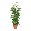 Epipremnum Pinnatum Mosstok Scindapsus