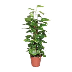 thumbnail_6000-8219.jpg Epipremnum Pinnatum Mosstok Scindapsus