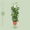 Epipremnum Pinnatum Mosstok Scindapsus