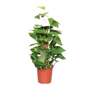 thumbnail_6000-8223.jpg Epipremnum Pinnatum Mosstok Scindapsus