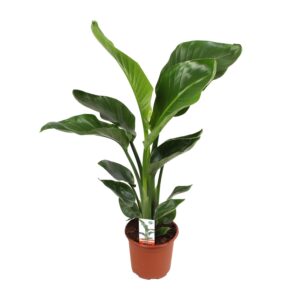thumbnail_6000-8236.jpg Strelitzia Nicolai