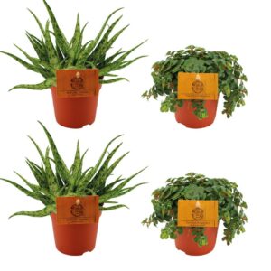 2x Aloe Spider + 2x Sedum Tornado | 4 stuks