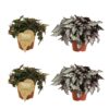 2x Begonia Rex Breakdance + 2x Begonia Rex Coco