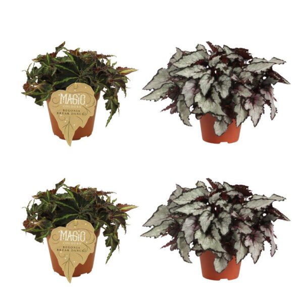 2x Begonia Rex Breakdance + 2x Begonia Rex Coco