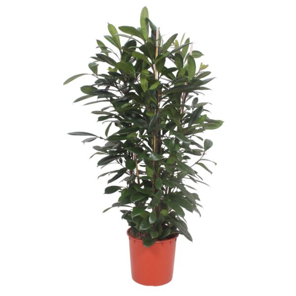 thumbnail_6000-8351.jpg Ficus Cyathistipula struik