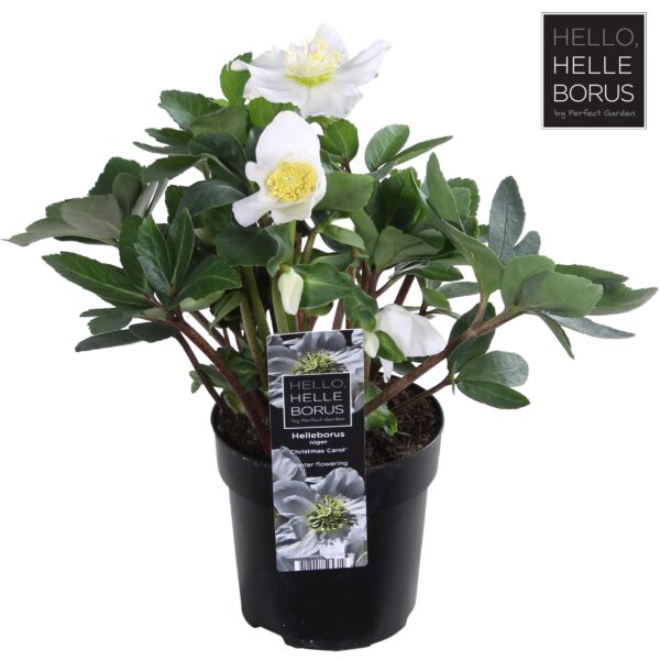 Helleborus Niger 'Christmas Carol'
