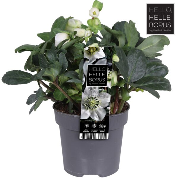 Helleborus Niger 'Christmas Carol' P (L)