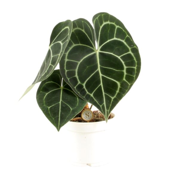 thumbnail_6000-838.jpg Anthurium Clarinervium