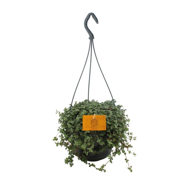 thumbnail_6000-8401.jpg Pilea Glauca