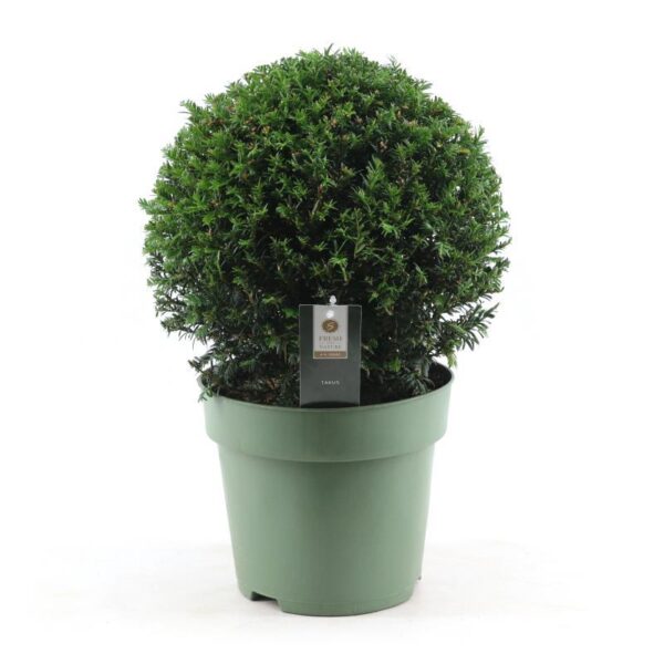 thumbnail_6000-8416.jpg Taxus Collection Ball