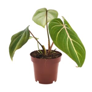 thumbnail_6000-842.jpg Philodendron Selloum Atom