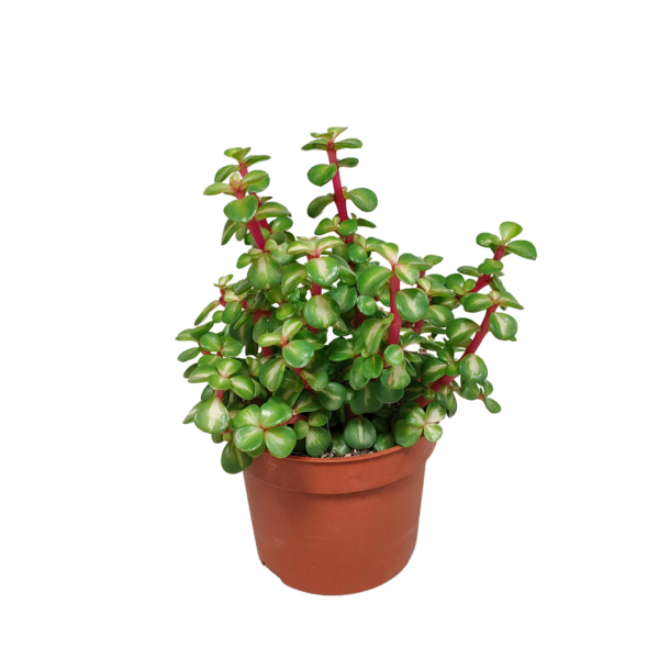 thumbnail_6000-849.png Portulacaria afra Variegata mediopicta