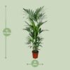 Howea Forsteriana - Kentia Palm