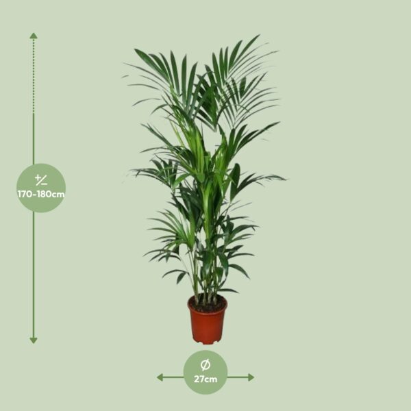 Howea Forsteriana - Kentia Palm