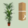 Howea Forsteriana - Kentia Palm