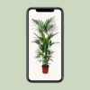 Howea Forsteriana - Kentia Palm