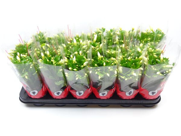 Schlumbergera wit - 1 plant