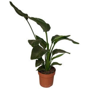 thumbnail_6000-8531.jpg Strelitzia Nicolai 2pp