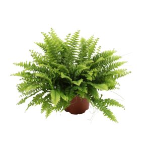 thumbnail_6000-8545.jpg Nephrolepis Boston Green Moment