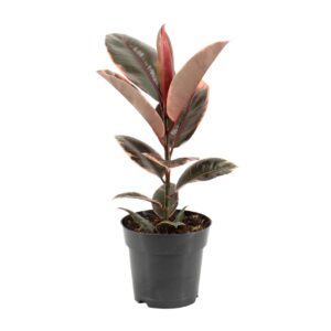 thumbnail_6000-855.jpg Ficus Elastica Belize