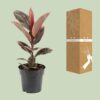 Ficus Elastica Belize