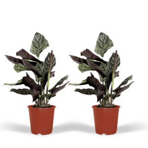 Calathea Ornata - Pauwenplant | 2 stuks