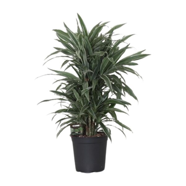 thumbnail_6000-867.jpg Dracaena Frag. Warneckei