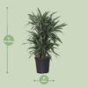 Dracaena Frag. Warneckei