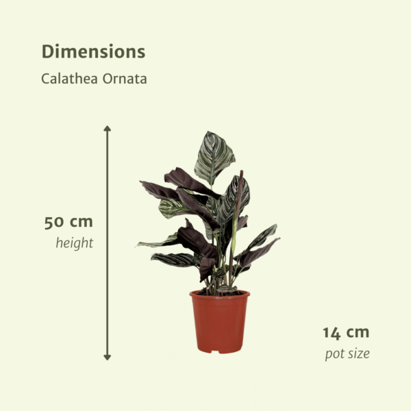 thumbnail_6000-868.png Calathea Ornata - Pauwenplant | 2 stuks